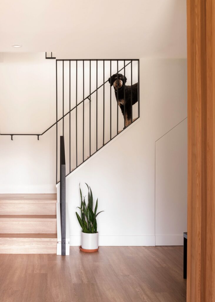 A black dog stands on a staircase landing behind black metal railings in a modern, minimalist home with wooden floors and a potted plant at the base of the stairs.